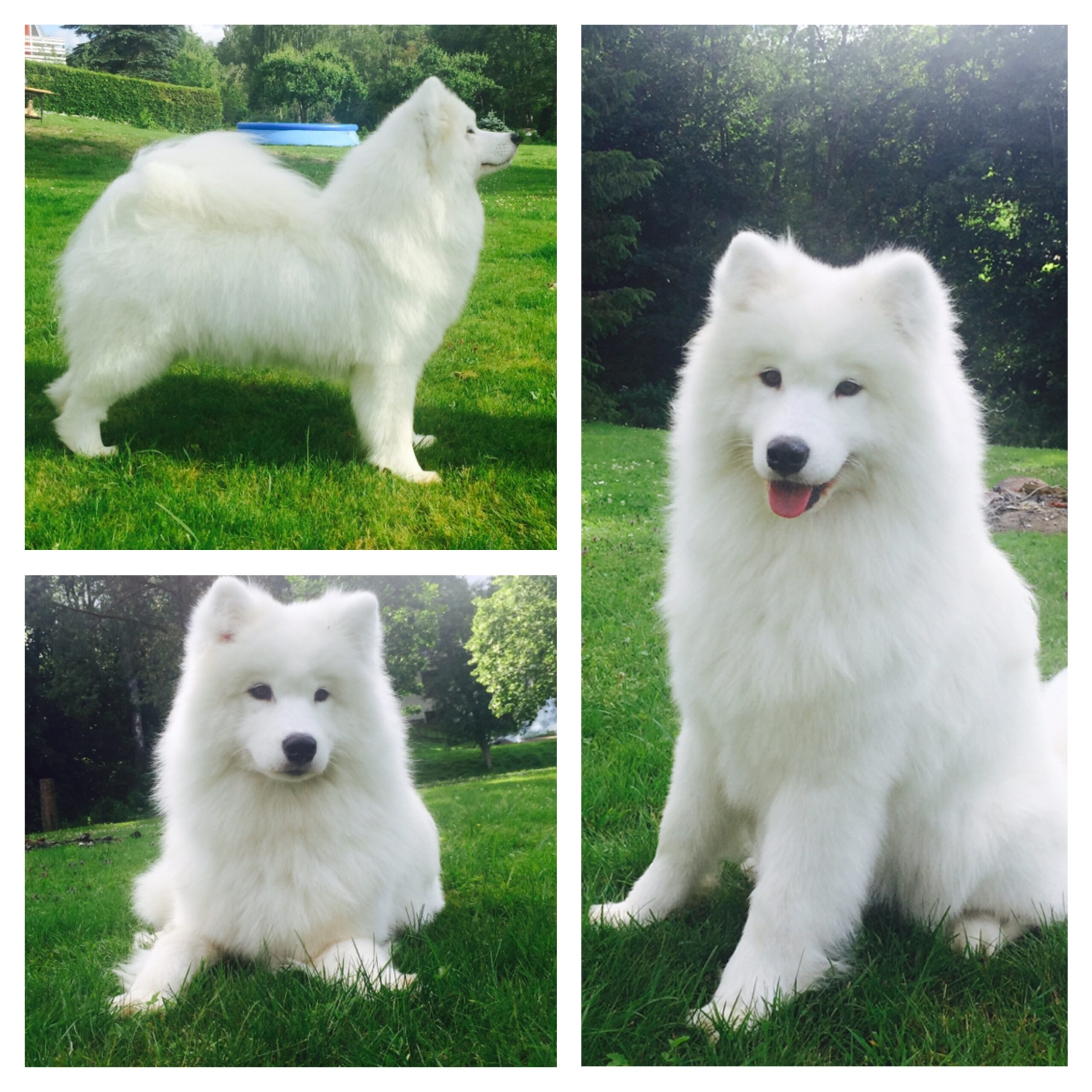 Shining Samwise Samoyed Is Kennel In Estonia - Our Samoyeds